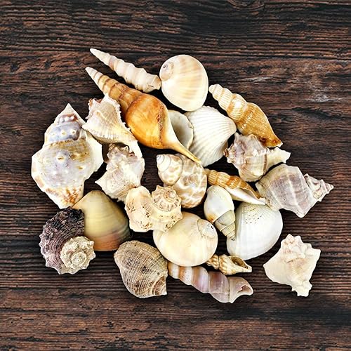 Miniatura 9 de Kit de terrario de cristal colgante de 8 pulgadas para plantas de aire de interior con plantas de aire vivas Tillandsia Ionantha y accesorios de