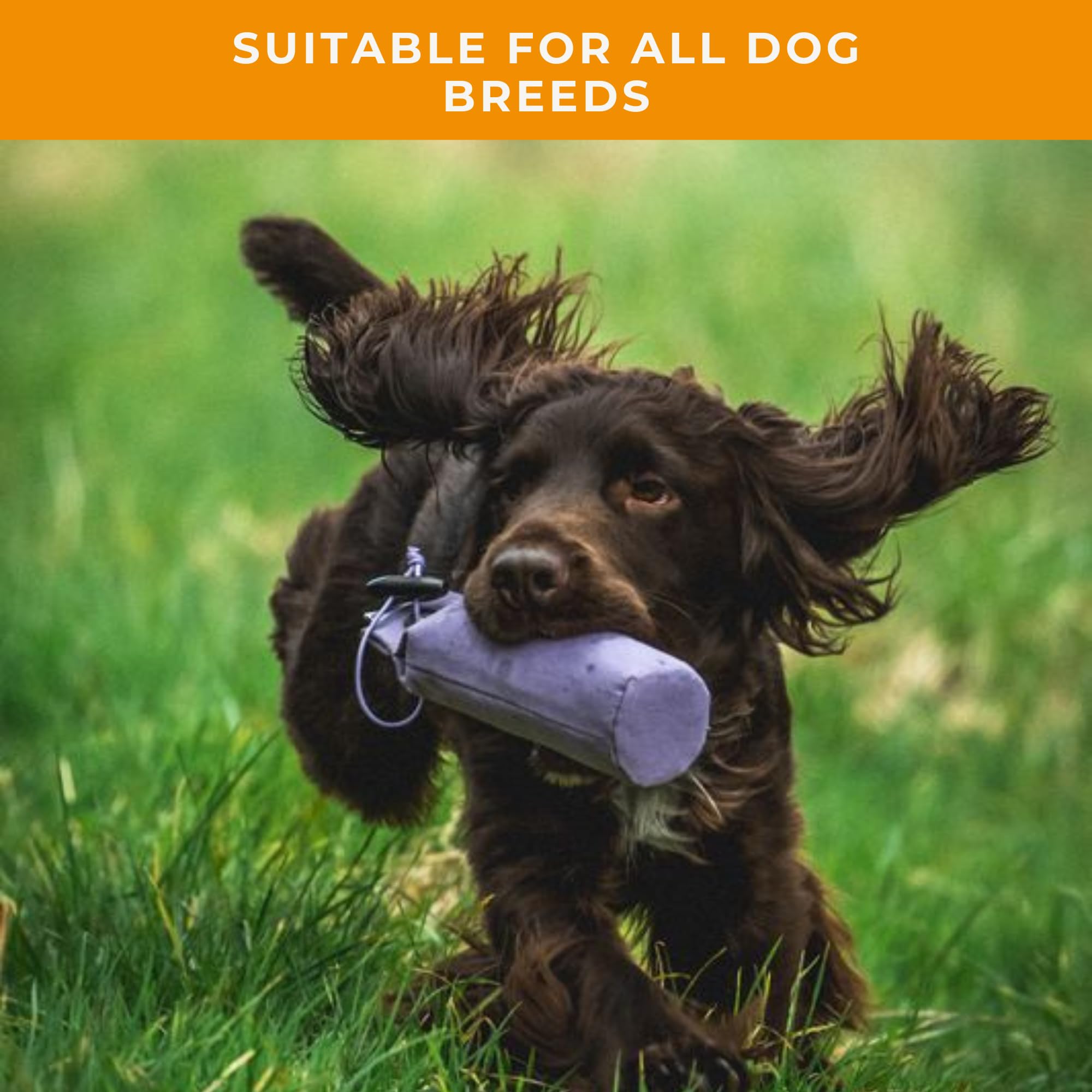 Dog & Field Ciuccio da addestramento per cani da 0,5 kg, viola, in tela, con levetta corta e lunga, per addestramento di cani da caccia e cuccioli, attrezzatura per addestramento di cani da caccia,