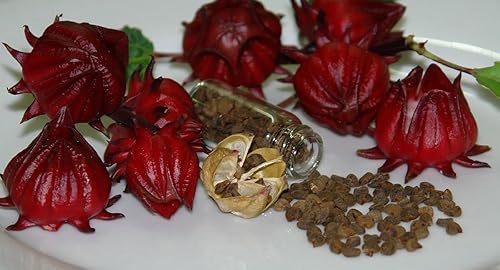 Miniatura 4 de Colección de semillas de jardín de hierbas medicinales #11 – Un paquete variado de 6 semillas de hierbas raras de reliquia. CÁPSULAS DE SEMILLAS