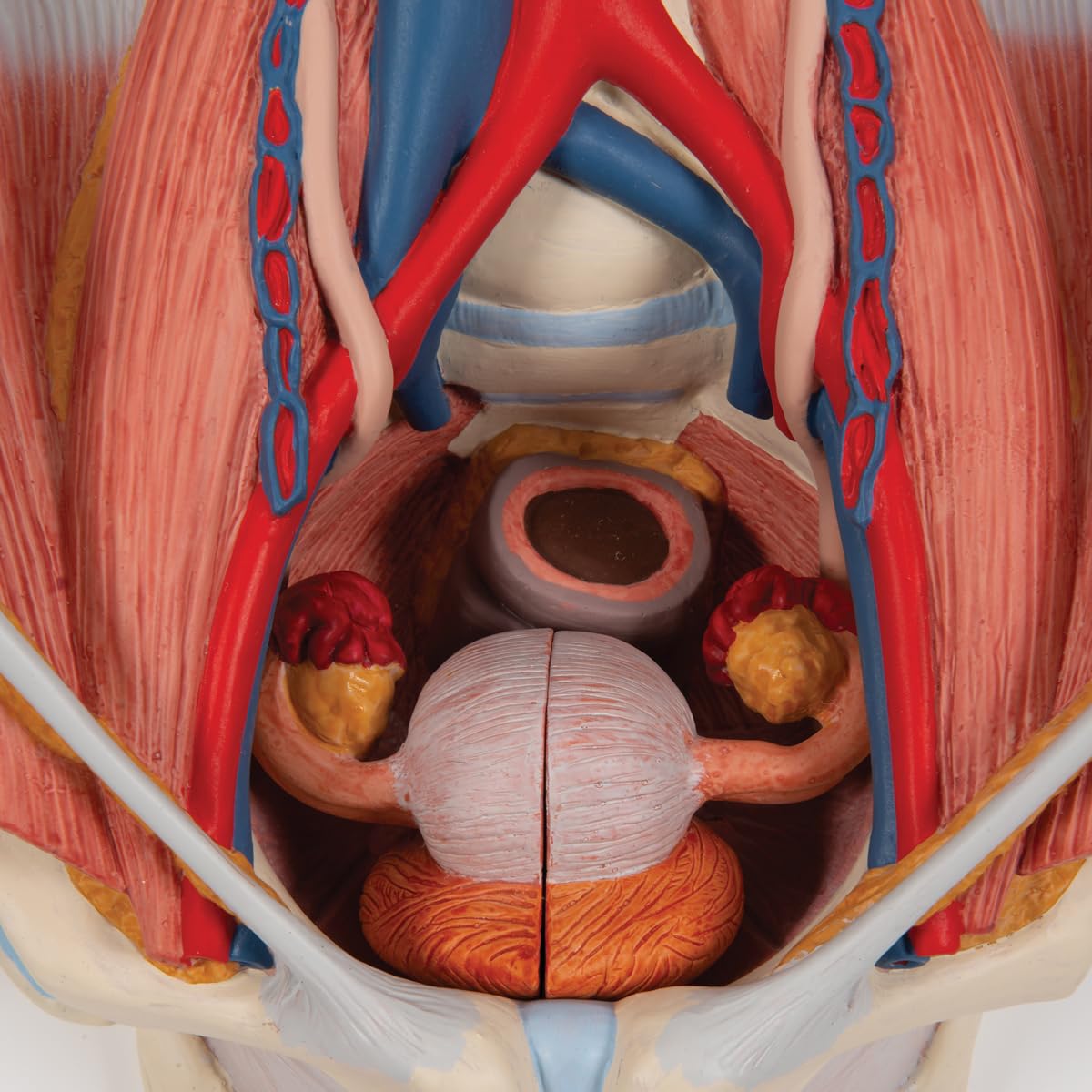 3B Scientific® Aparato Urinario – Modelo Anatómico Humano Bisex de 6 Partes a Tamaño Real + Smart Anatomy App (Garantía de 5 Años)