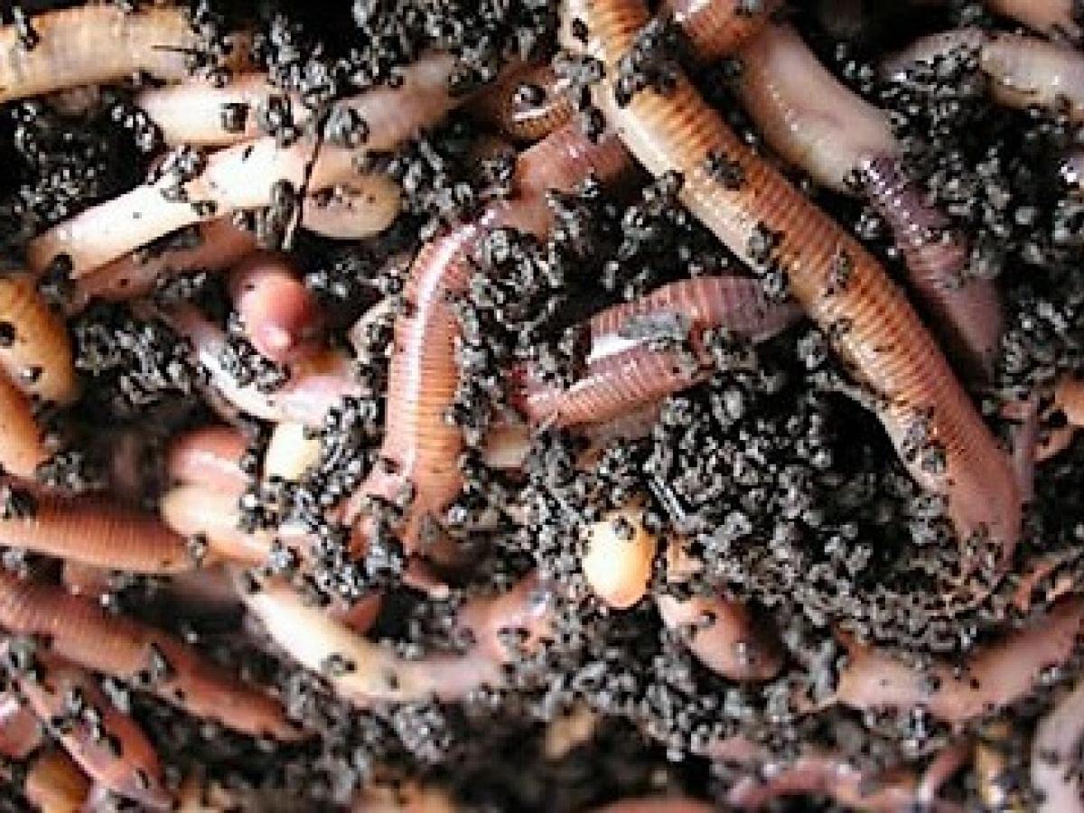 UMAROUSORGANICS® Buy 1000 Red Composting Worm , Red Wigglers, Composting Earthworms – Eisenia fetida-image-2