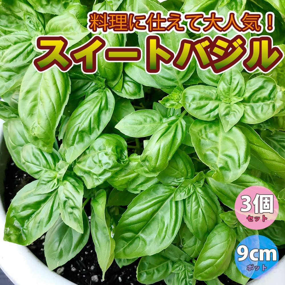 珍しいなすとバジルの苗6本セット 珍しいバジルとなすの苗6本セット