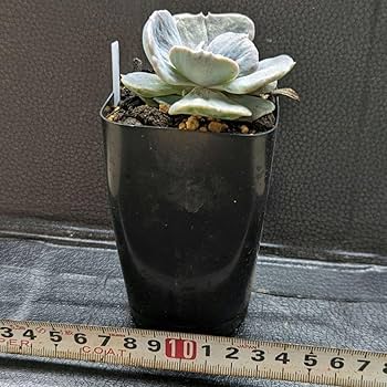 超絶希少！◇親株◇多肉植物シリーズ・アガベ属・ビルモニニアナ