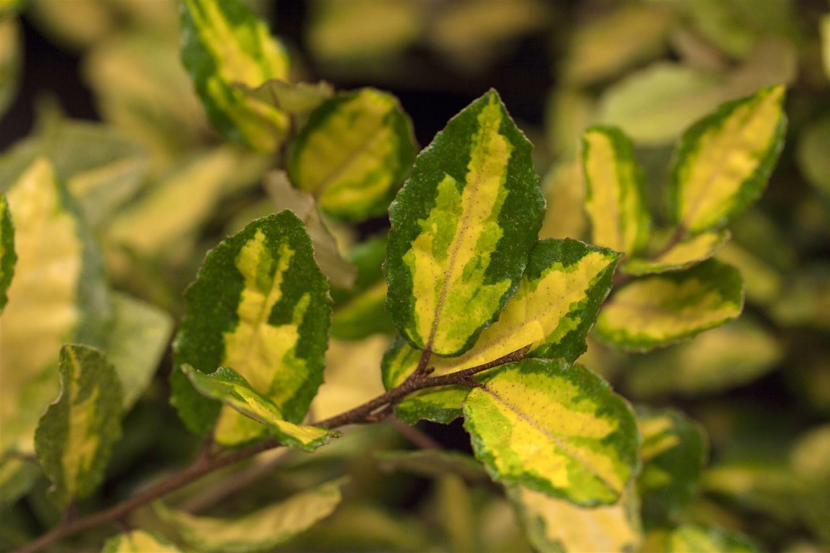 Silberbeere Elaeagnus pungens Maculata 60-100 cm immergrün Heckenpflanze | Sichtschutzhecke, robust gegen Wind, ganzjährig belaubt, geringer Pflegeaufwand, dekoratives Laub