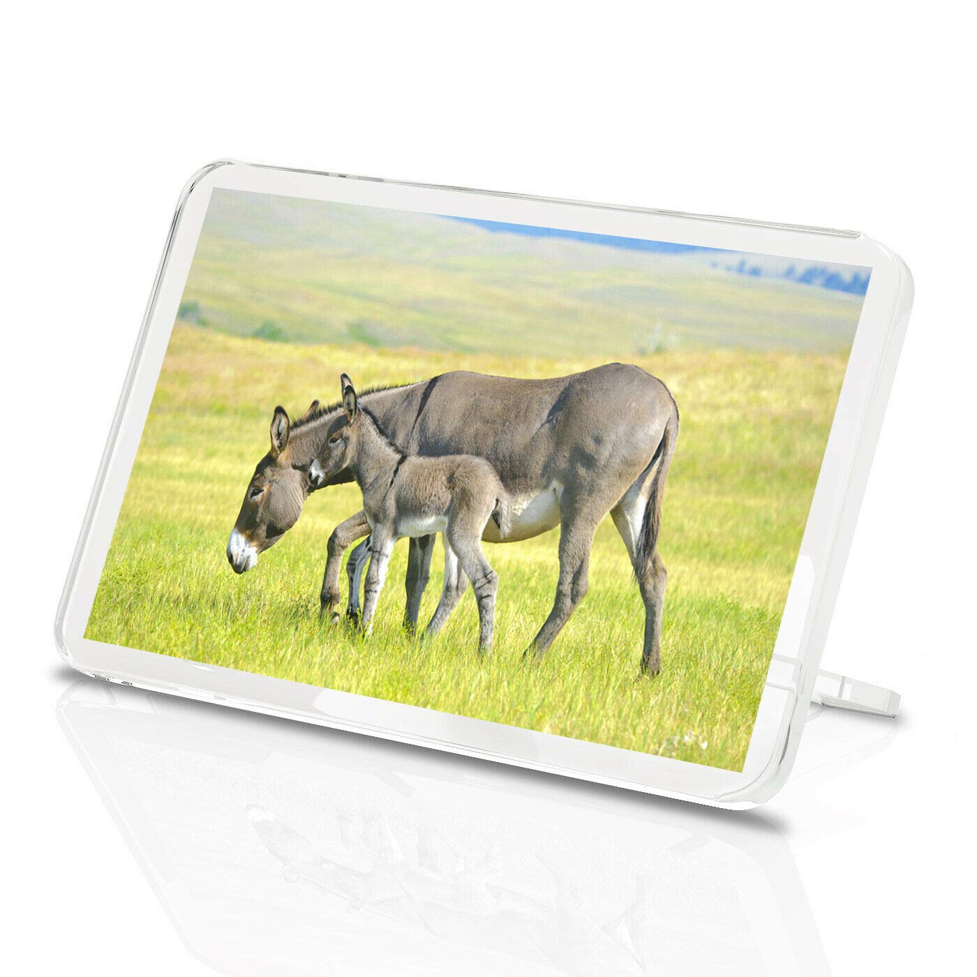 Mother & Baby Donkey Classic Fridge Magnet - Foal Horse Cute Animals Gift #15596