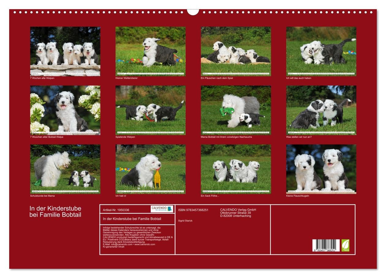 In der Kinderstube bei Familie Bobtail (Wandkalender 2026 DIN A2 quer), CALVENDO Monatskalender: Einblicke in die Bobtail-Kinderstube auf 12 bezaubernden Bildern (CALVENDO Tiere)