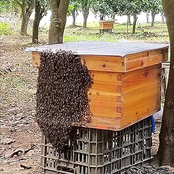 no＿wsk単価ミツバチ巣箱　25−Ｂ−134 no＿wsk様専用単価ミツバチ巣箱 25−B−134 - メルカリ