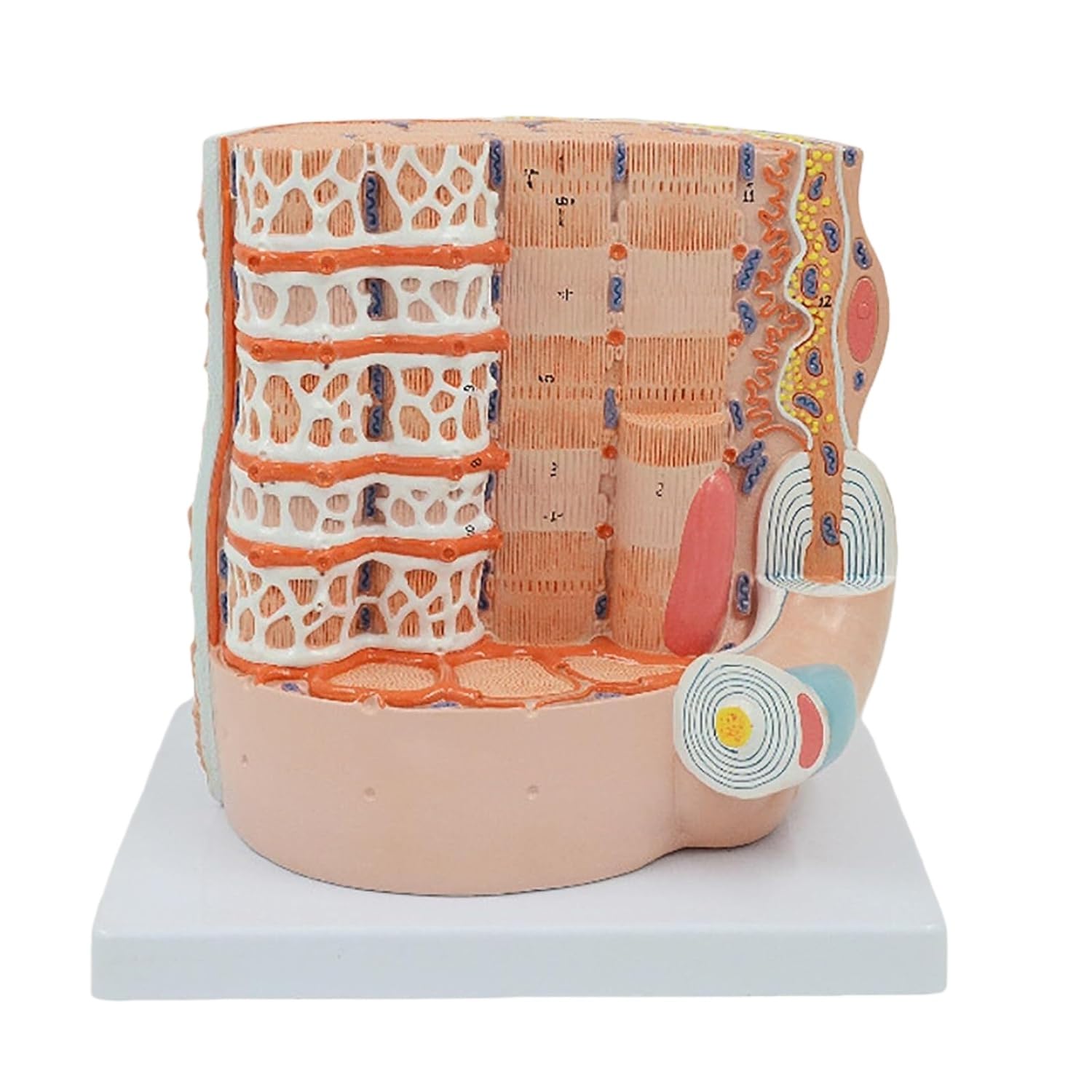 YNIYUJKL Human Skeletal Muscle Fiber Anatomy Model - Microanatomy Model For Medical Teaching And Demonstration, 10000X Magnification