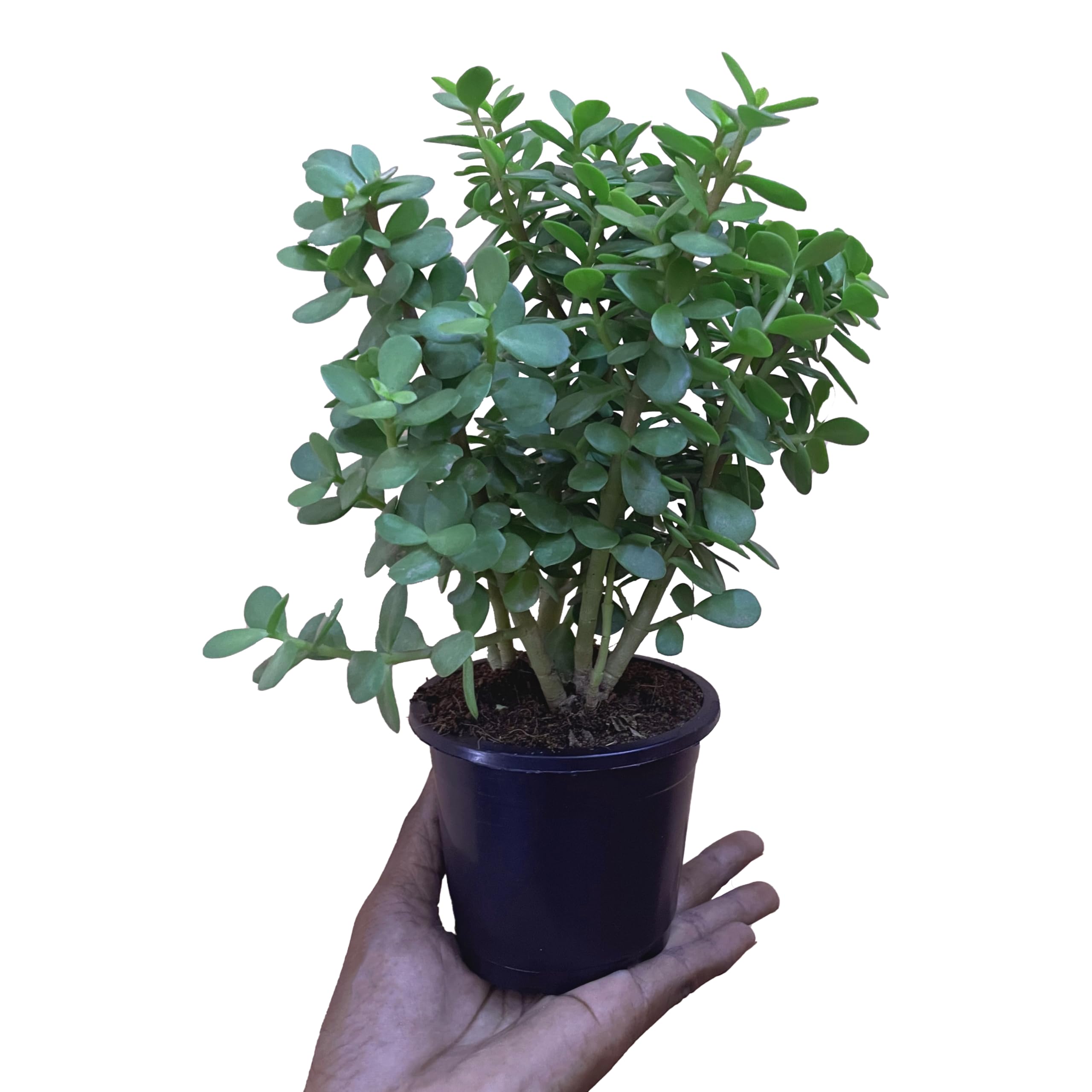 kushplant Live Button Jade Plant Indoor/outdoor Low Maintenance, Air-Purifying Houseplant with 4 inch Black nursery Pot |Small Plant With Pot