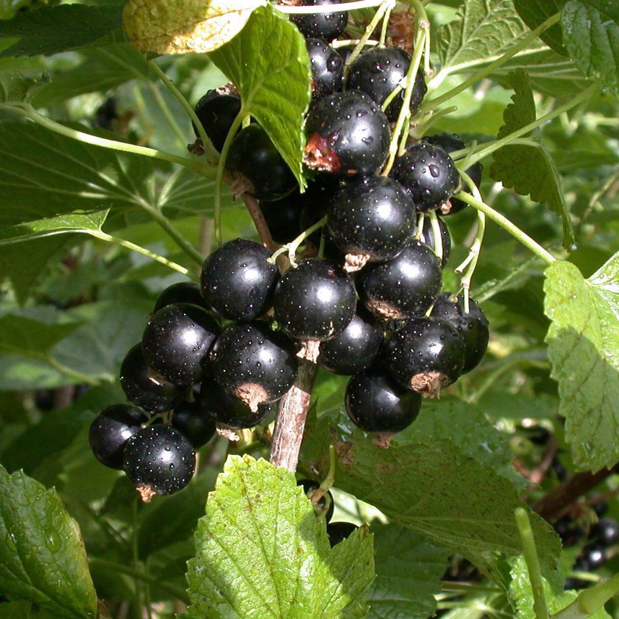 Johannisbeeren 'Rot & Schwarz', Topf 2 Liter, 4 Pflanzen