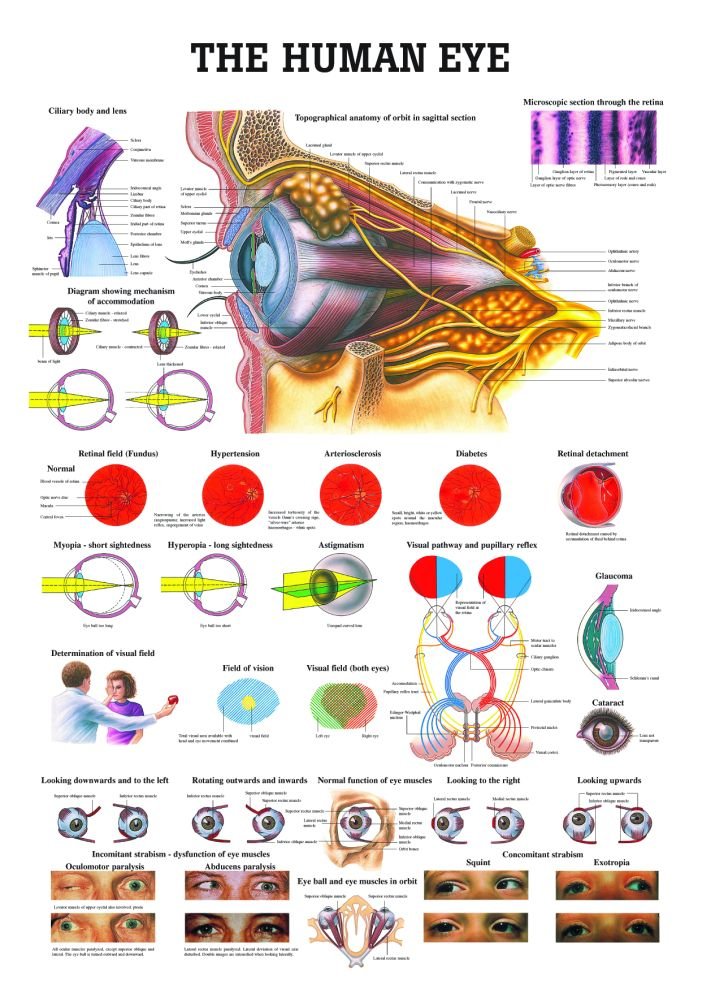 The Human Eye Laminated Anatomy Chart