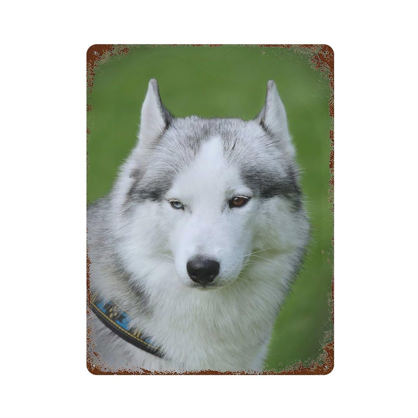Siberian Husky Weathered Tin Sign 15.7"x11.8", Ideal for Shed, Workshop And Garage Wall Decor