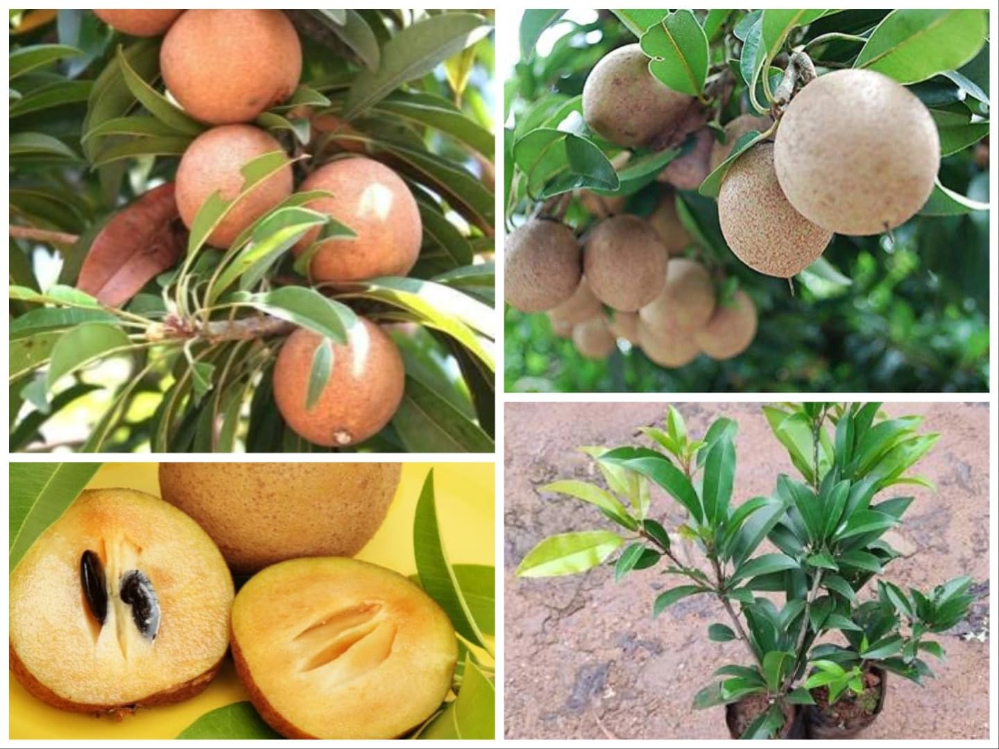 Pb Plant Nursery long Chikoo Plant Grafted" Thai Variety Sapota Plant Grafted Fruit After 2 Years Chiku Plant Hybrid Live Fruit Plant For Home Garden "Chiku Plant Live Tree" Combo Pack Of 2 (B0CT61J55Y) Amazon Price History, Amazon Price Tracker