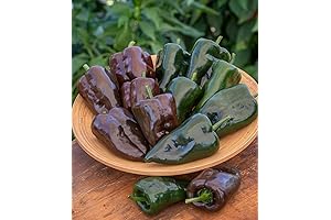 Burpee Poblano Seeds for Planting: Heart-Shaped, Dark Green to Red Peppers