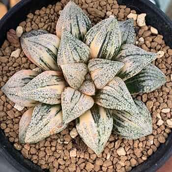 c*a様 パンドラピクタ鮮明錦　超美株　糊斑　極上班　大きめ c*a様 パンドラピクタ鮮明錦 超美株 糊斑 極上班 大きめ