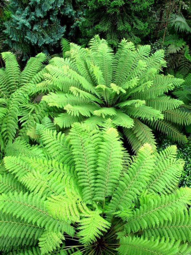 GREEN MAGICIAN | Fern Plant | Live Indoor Plants (B0CL4VT8QS) Amazon Price History, Amazon Price Tracker
