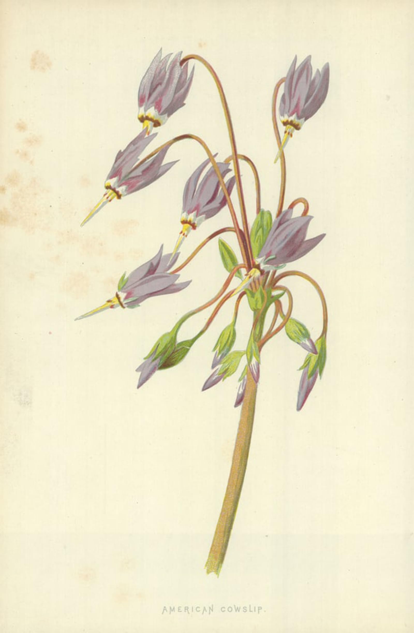 RZHRHJES Vintage Wall Art Picture on Canvas Wall Art Poster Cowslip by Frederick Edward Hulme Canvas Poster for Home Decor 60x90cm