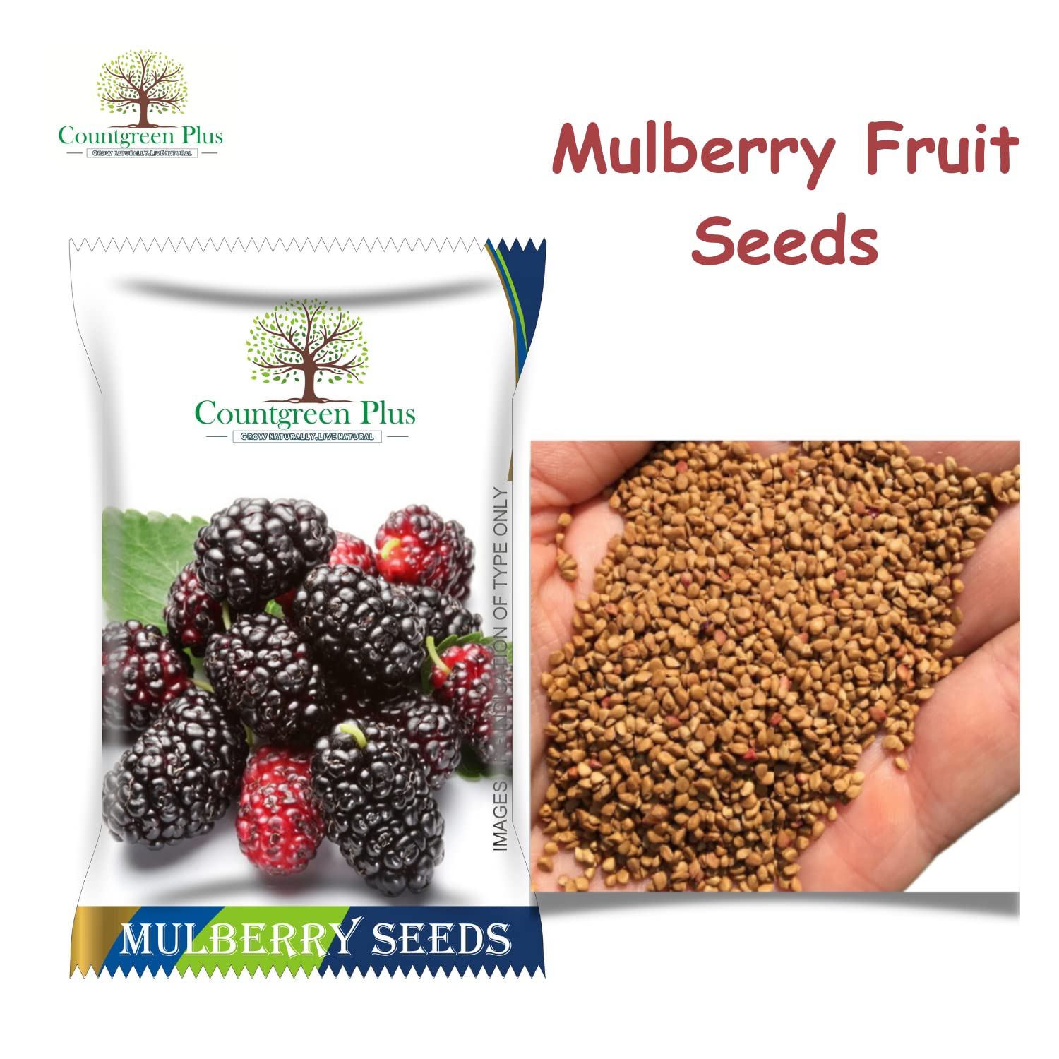 Grow Your Own Mulberry Fruit - Organic Seeds -2 Grow Your Own Mulberry Fruit - Organic Seeds -2