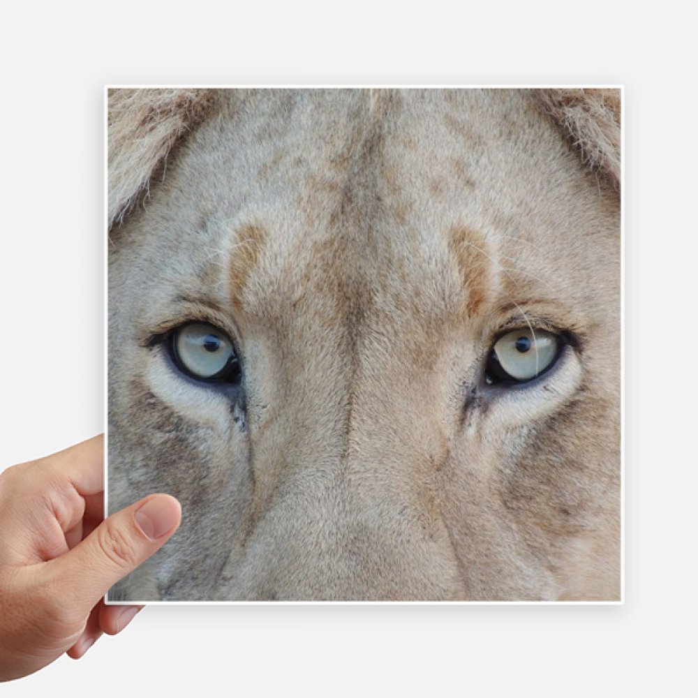 Stickers de león blanco de 20cm para decorar tu moto maleta y ordenador portátil en tus viajes