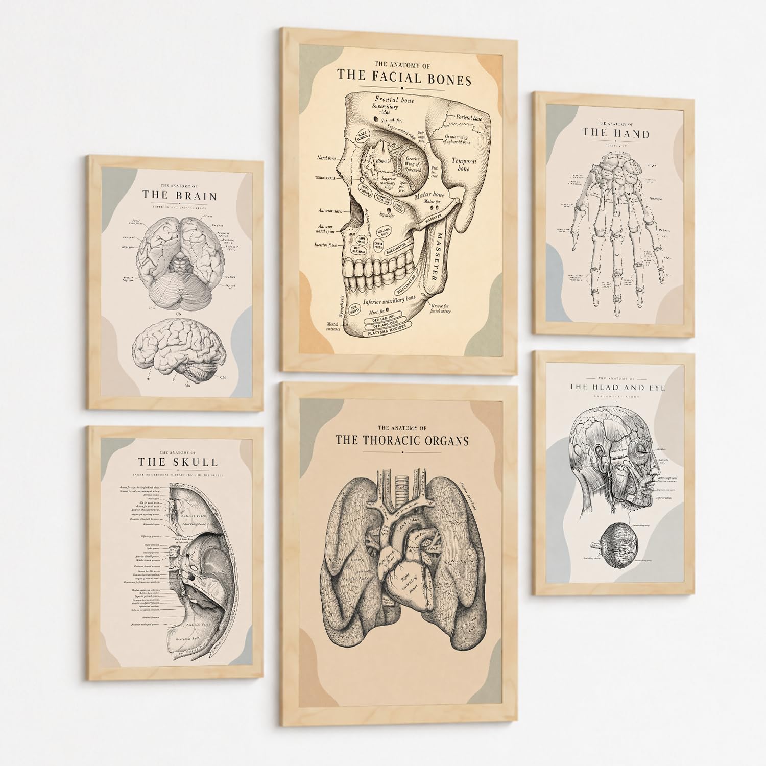 Nacnic Set Of 6 Vintage Anatomy Wall Art Prints Posters And Decorative Pictures With Brain Skull Facial Bones Human Hand Eye Lungs And Heart Medical Office Wall Decor A3 & A4 Black Frame