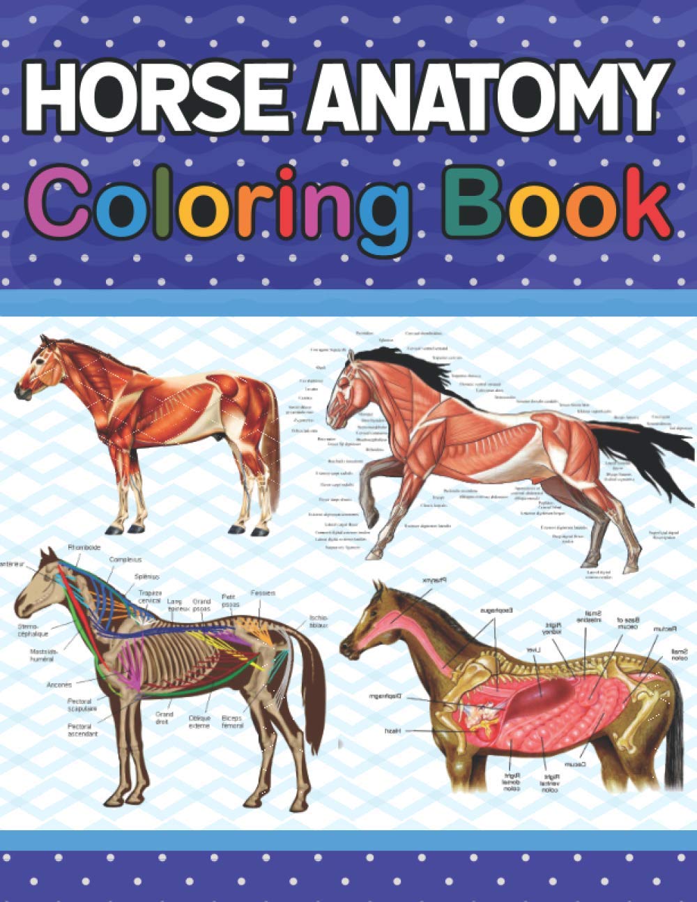 Buy Horse Anatomy Coloring Book Introduction to Veterinary Anatomy and