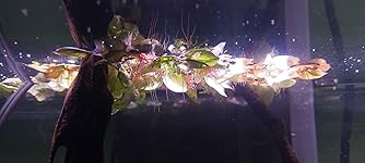 Review Image by Adam P. Adam P.