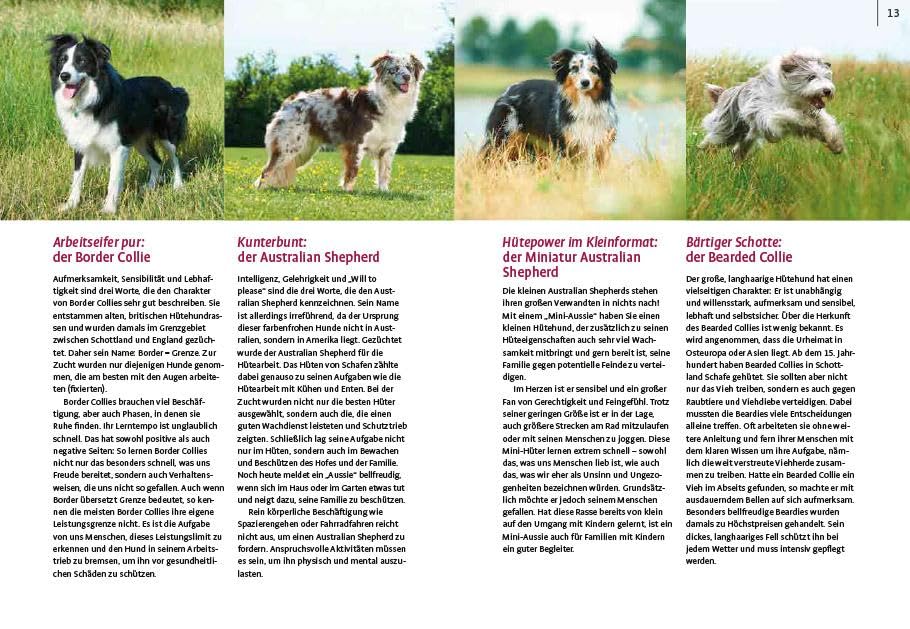 Spiele und Action für ausgeglichene Hütehunde: Border Collie, Australian Shepherd und Co. rassegerecht auslasten