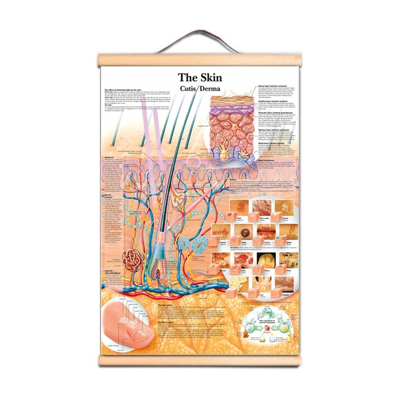 1 Szt. Gruczoł Prostaty Plakaty Drukuje Tablica Ścienna Anatomia Człowieka Obraz Płótno Artystyczne Przewiń Malowanie Szpitale Kliniki Home Decor(Scroll Painting,50X70 CM)