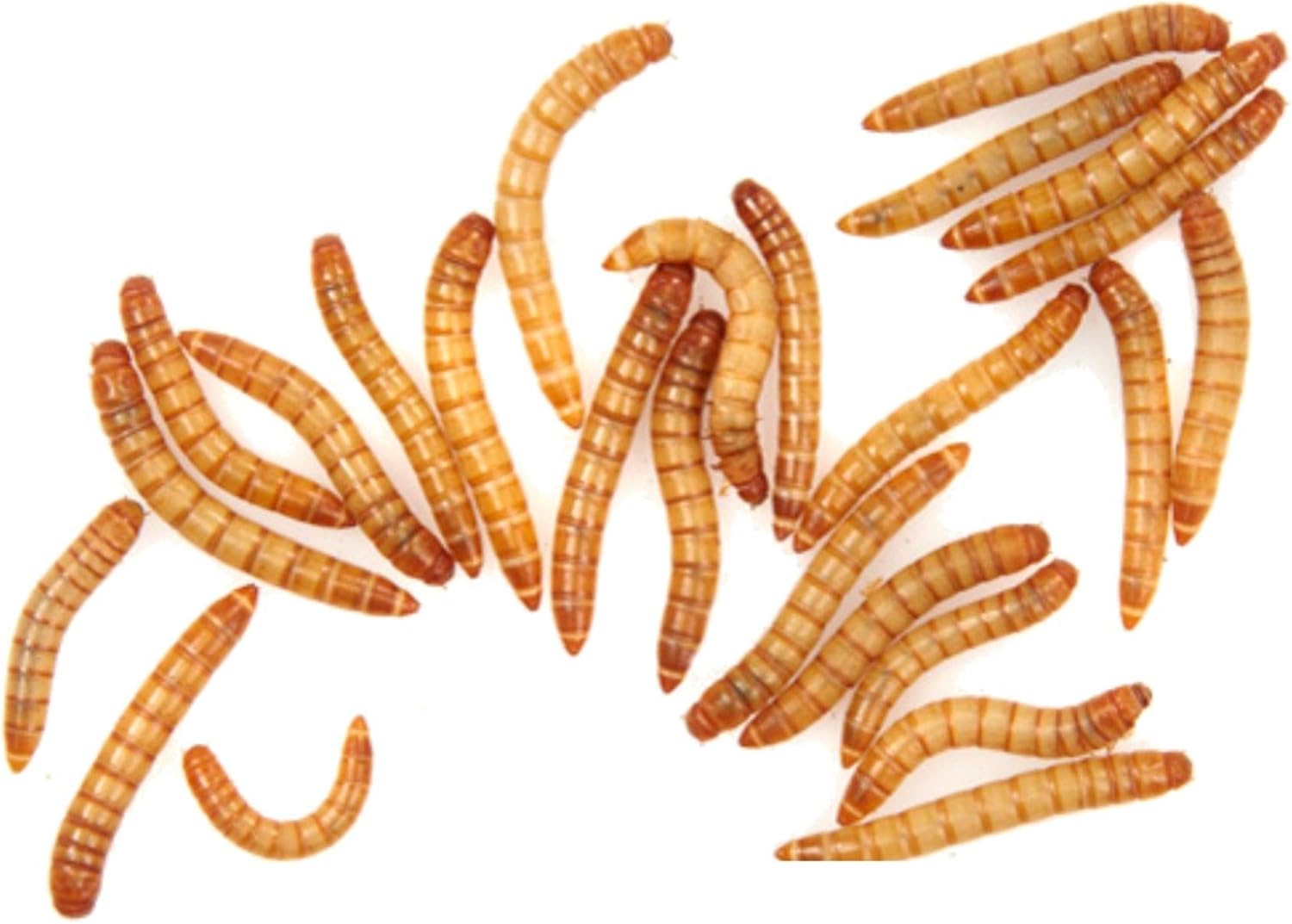 The Mealworm Company LIVEFOODS DIRECT Live Giant Mealworms 3340mm 55g