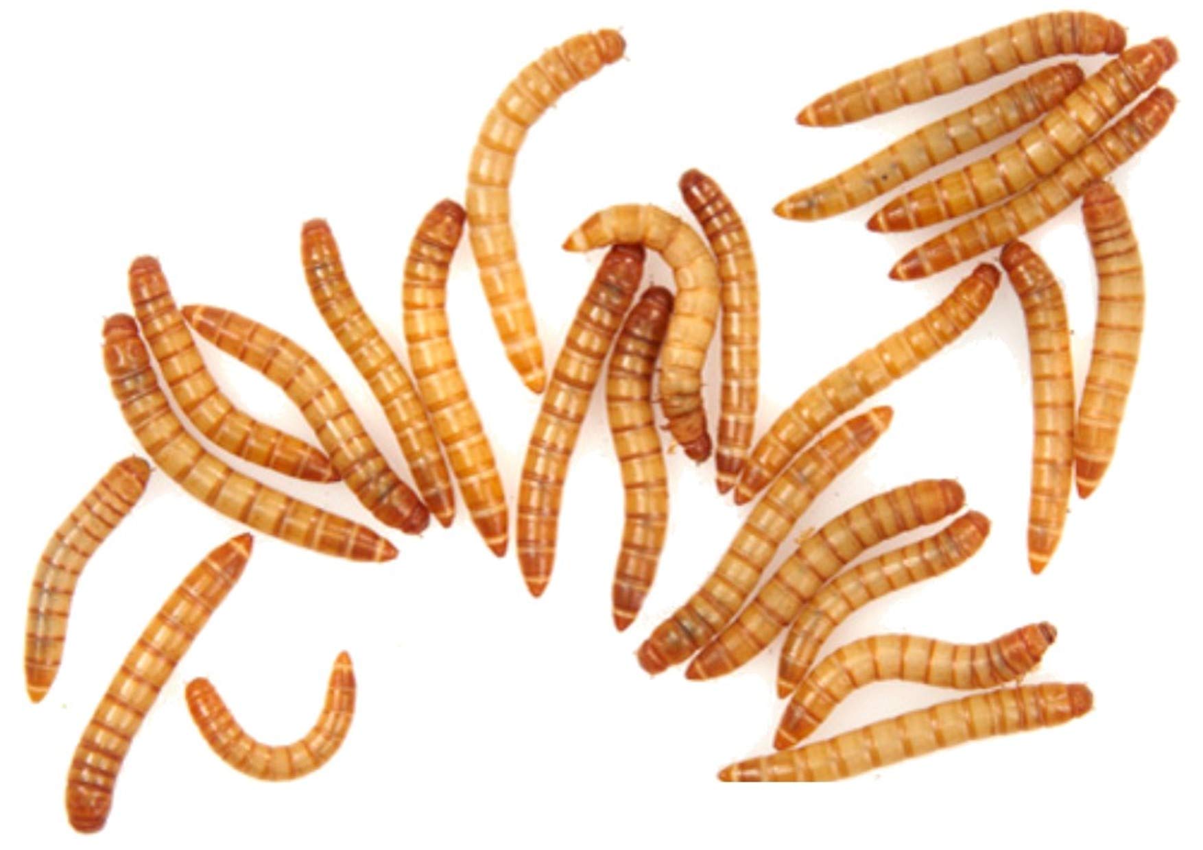 The Mealworm Company LIVEFOODS DIRECT Live Giant Mealworms 33-40mm 55g from The Mealworm Company Live Mealworms For Graden Birds. NEXT DAY DELIVERY ORDER BEFORE 12 NOON.