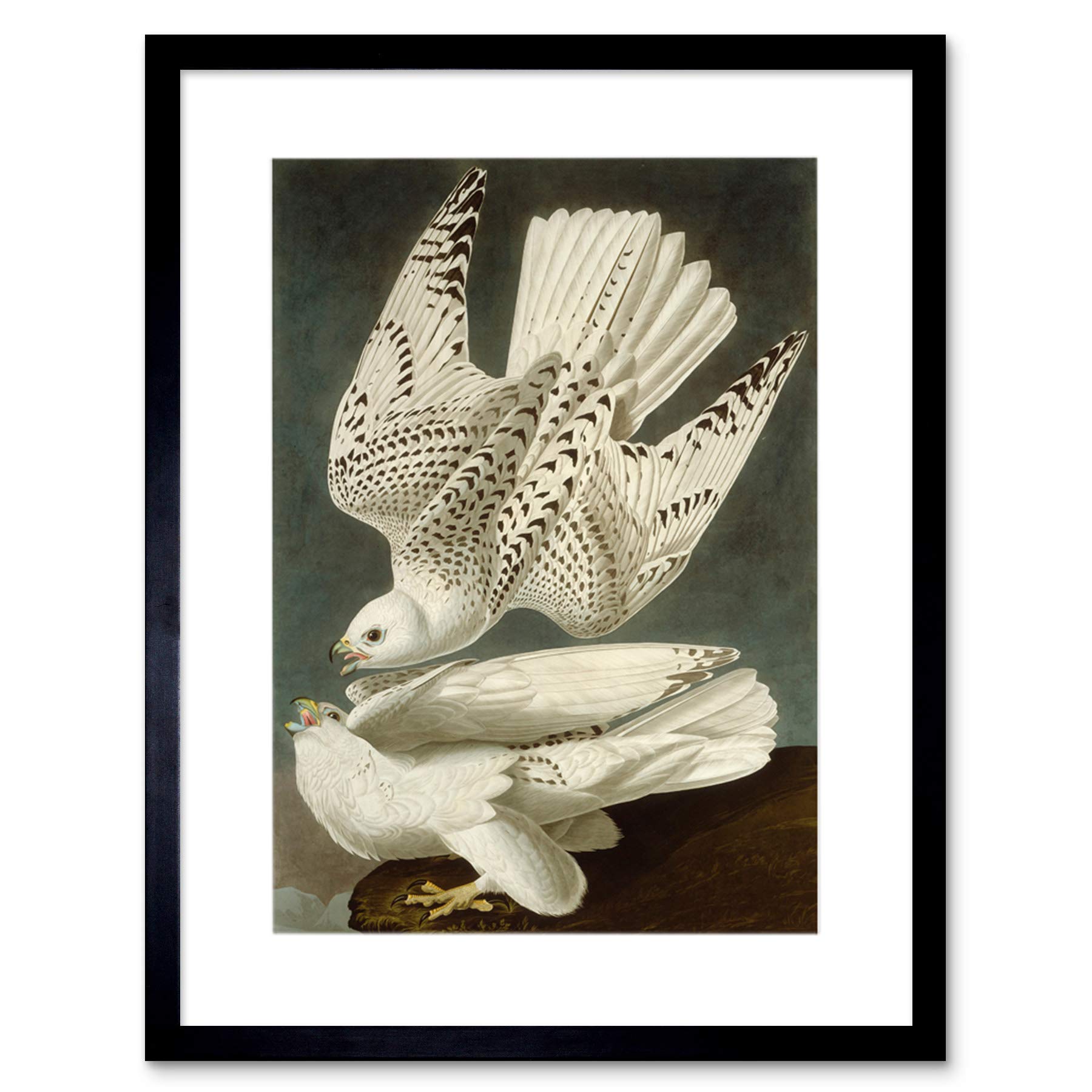 Wee Blue Coo Painting Bird Audubon Iceland Falcon Framed Wall Art Print