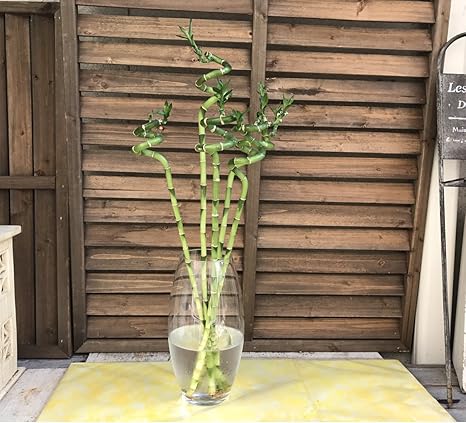 Amazon ミリオンバンブー 切り花 ラッキーバンブー スパイラルバンブー 万年竹 富木竹 開運竹 Mサイズ 5本 インテリア オンライン通販