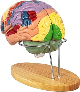 Anatomy Model,Biology Teaching Model Anatomy Model Human Brain Anatomy Model Cerebral Artery Model, of Brain W/Labels &amp Detachable, for Medical Teaching Learning Educational Display Tool Organs Mod