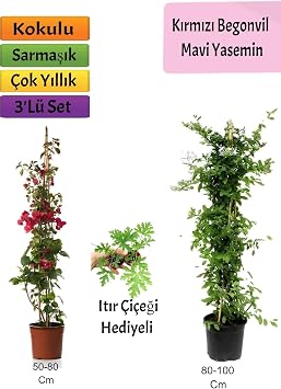 Gardenbox Mavi Yasemin, K rm z  Begonvil,  t r  i e i Hediyeli,  ok Renkli, 3l  Set