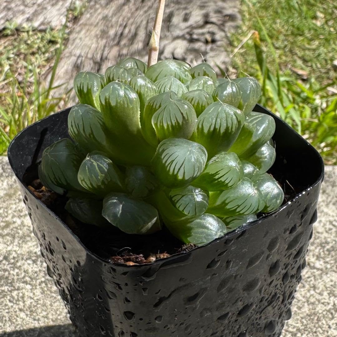 ハオルチア オブツーサ 多肉植物 トゥルンカータ オブツーサ