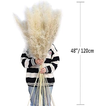 高品質★超特大130㎝　パンパスグラス5本 Amazon | 10 ps天然パンパスグラス48インチ（70 cm）ふわふわ