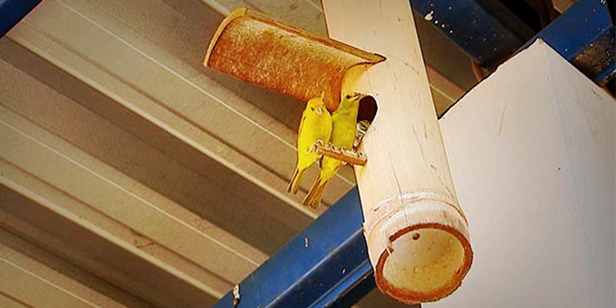 See full amazon price history chart for LIVEONCE Bamboo roof hut Made Bird nest Color -Natural (Green to Yellow) LIVEONCE Bamboo roof hut Made Bird nest Color -Natural (Green to Yellow) (B08NW2ZSTJ) Amazon Price History, Amazon Price Tracker