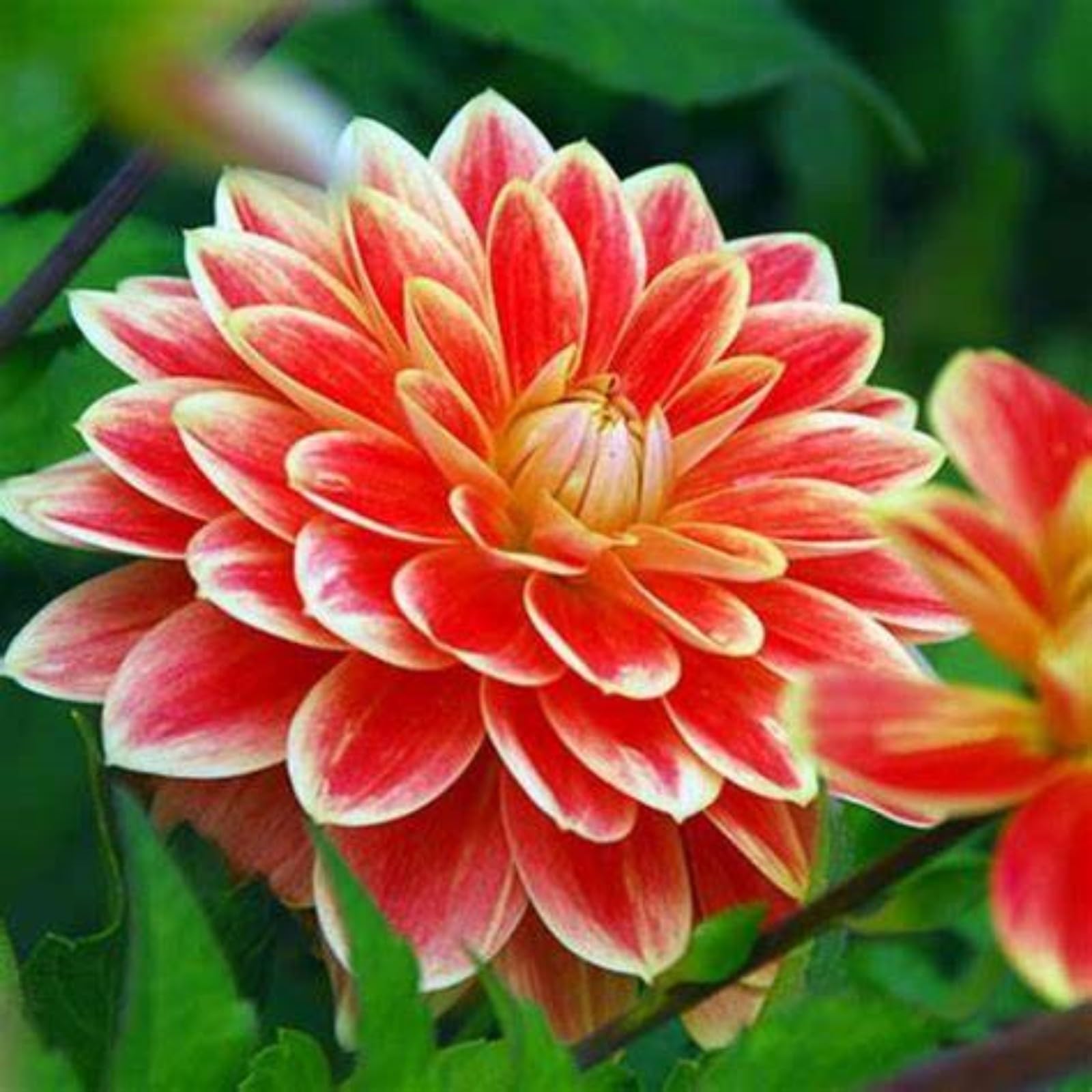 Dahlia Bulbs Mix for Planting Now UK,Hardy Perennial,Dahlia tubers Bulk,Strong Plants That Grow Well,Beauty of Garden,Wedding Flowers,Gift Ready-4bulbs-F