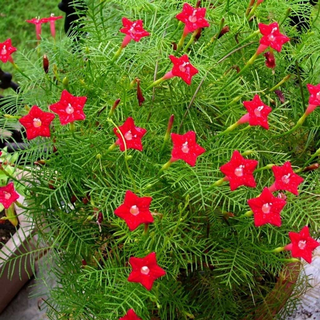 Creative Farmer Akasha Mulla Ipomoea Pinnata Exotic Tropical Plant Garden Flowering Plant (Healthy Live Plant) (B09SCZ966D) Amazon Price History, Amazon Price Tracker