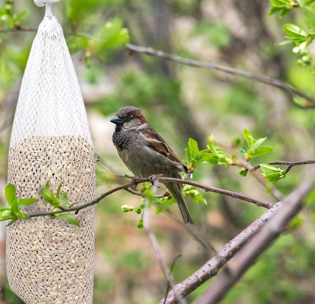 Lot De 6 Mangeoires à Chaussettes Pour Pinsons, Mangeoires Pour Oiseaux Sauvages, Chaussettes De Chardon, Sacs De Graines De Chardon, Outils De Suspension Pour Animaux Sauvages, Chardonneret, Jardin