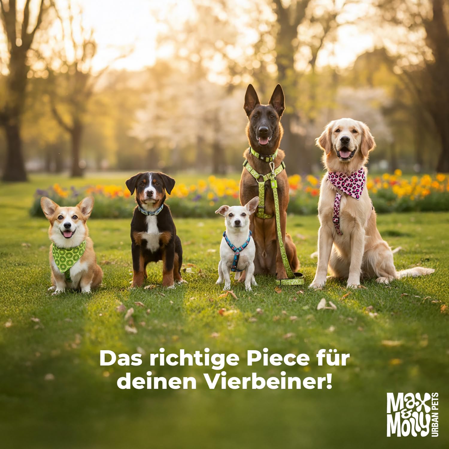 Max & Molly Regenmantel Hund wasserdicht, S, Stone, Sportliche Regenjacke für Hunde mit verstellbarem Bauchgurt, Reflektierend und Sicher, Regenjacke Hund mit Geschirröffnung