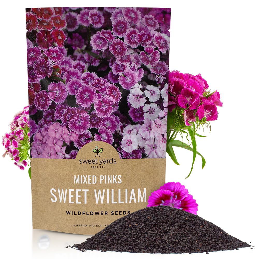 Sweet William Seeds – Mixed Pink Colors