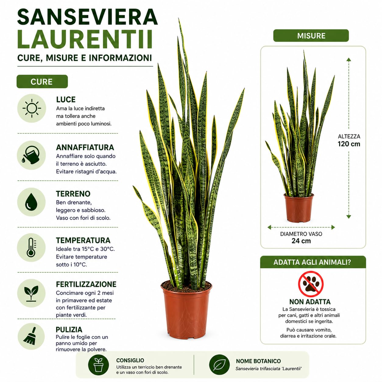 Sansevieria Laurentii Extra Altezza 120 cm - Pianta VERA Unica nel Suo Genere con vaso da 24 cm di diametro - Foglie con Bordi Dorati - Decorazione d'Interni d'Impatto.