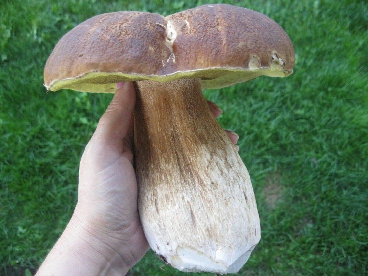 100 g Fresh BOLETUS EDULIS Porcini Cep Buy Mushroom Spawn Spores Seeds