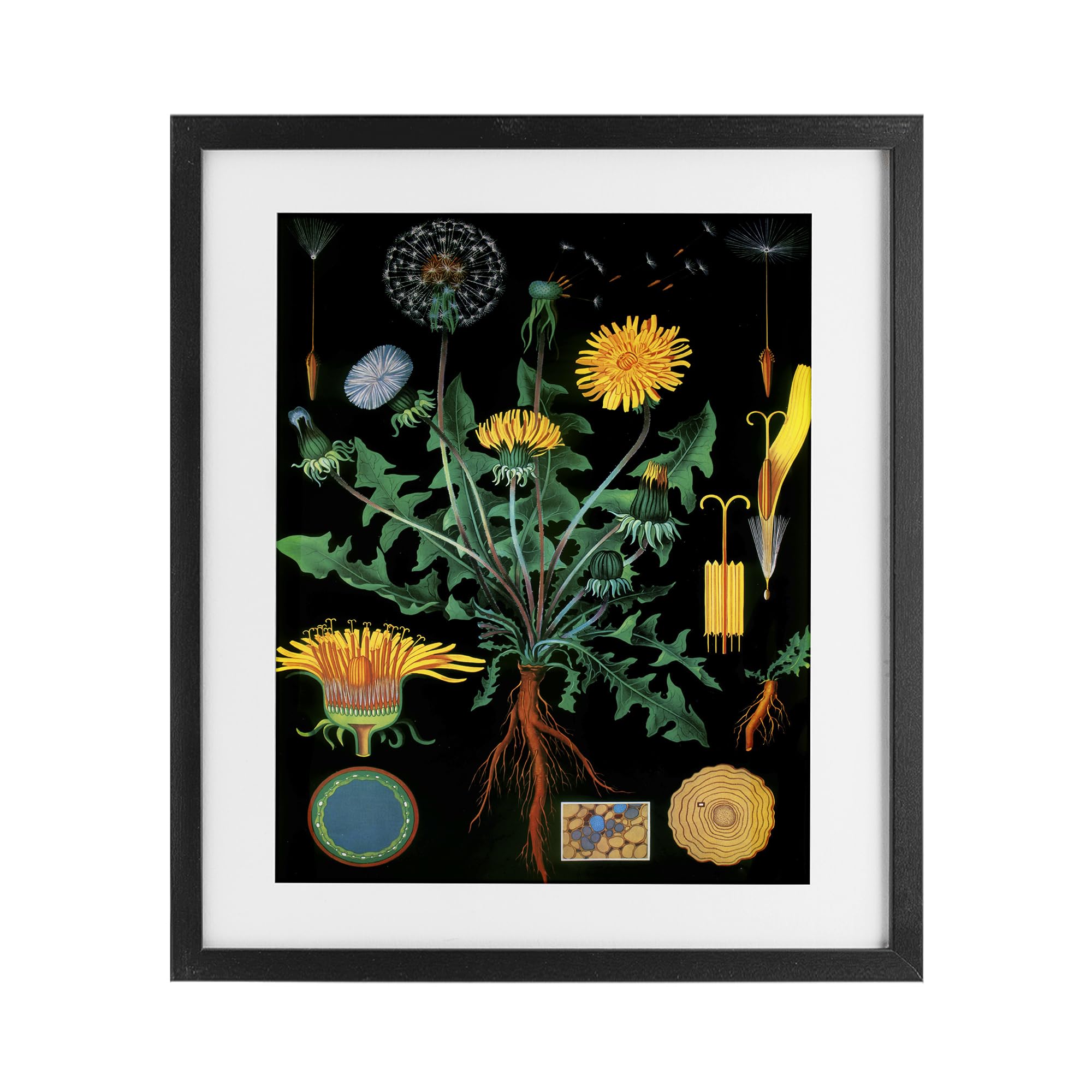 'Dandelion Botanical Illustration'| Framed Print Under Glass