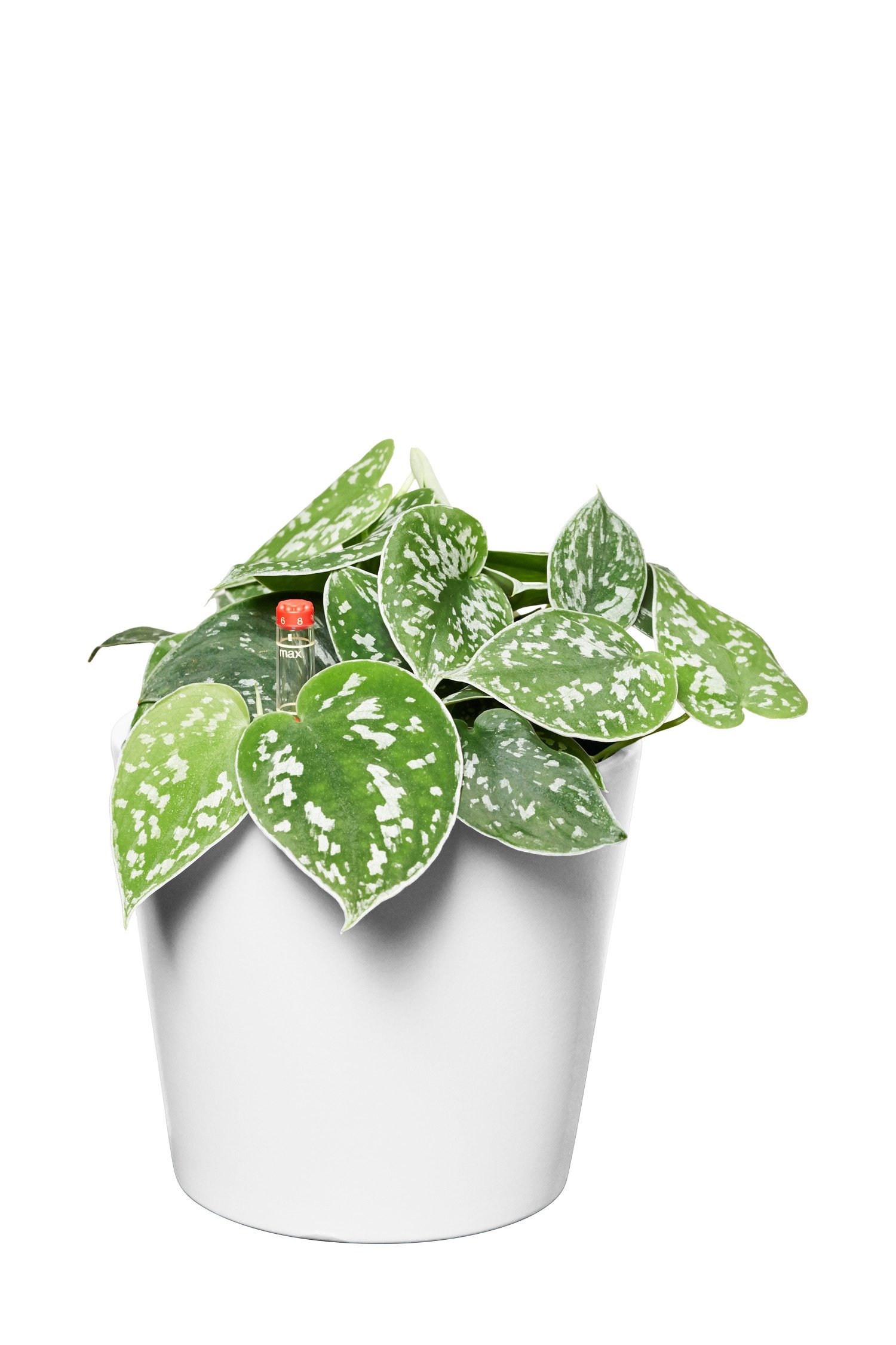 glückskastanie wurzeln Glückskastanie Pachira Aquatica Zimmerpflanze Ø19cm 70-90cm hoch