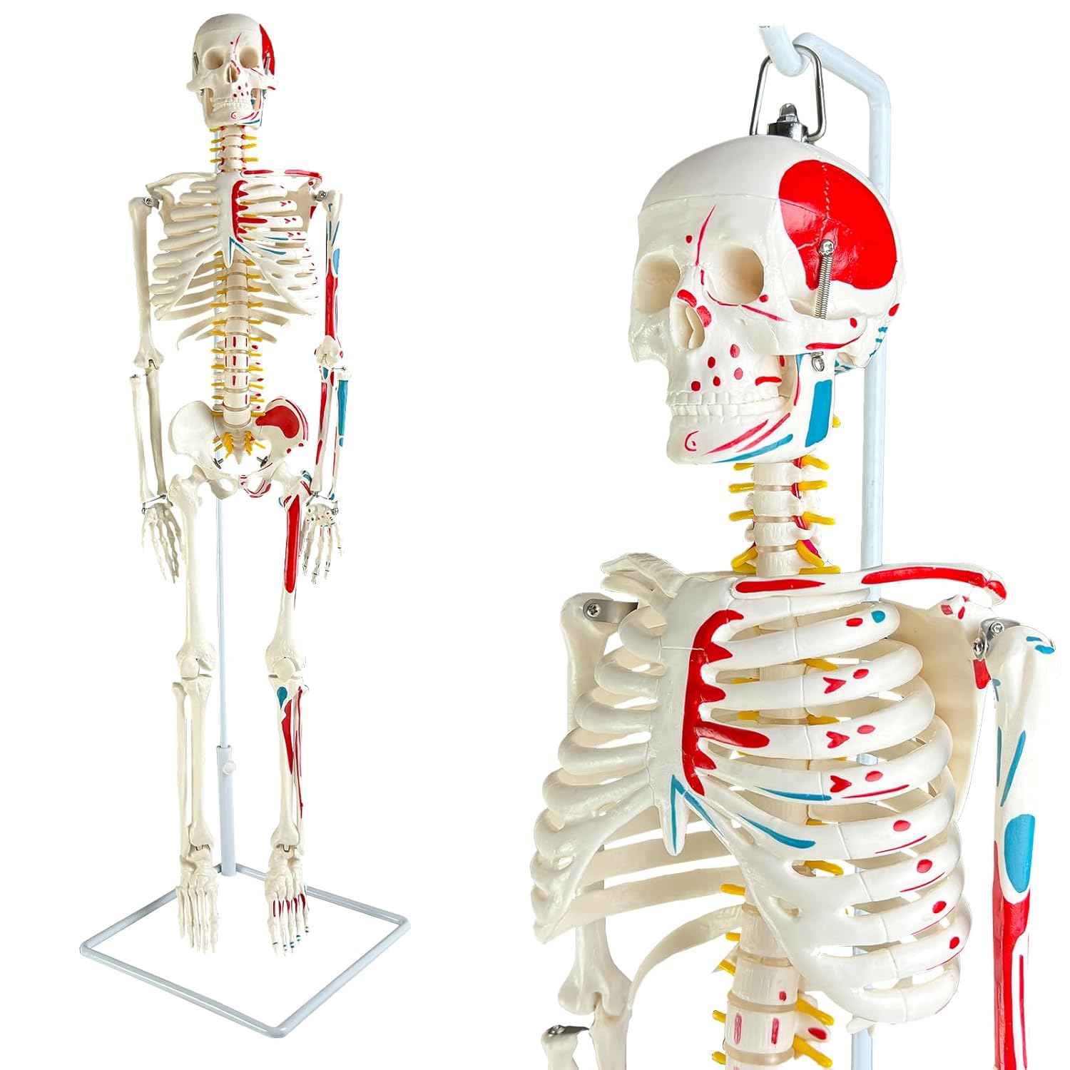 Human Skeleton Model for Anatomy, 33.4'' Tall Anatomy Skeleton with Metal Stand, Skeleton for Anatomy Study with Removable Arms & Legs, Spinal Nerves, Muscle Insertion and Origin Points