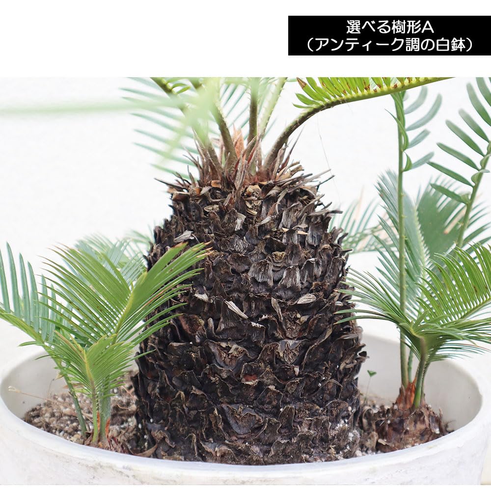 Amazon｜観葉植物 大型 ソテツ 選べる樹形 現品 選べるサイズ 10号 11