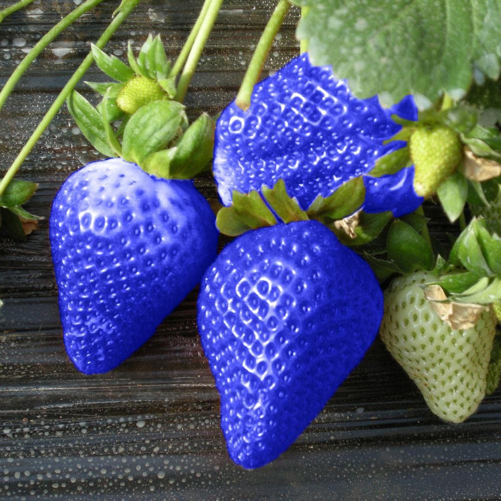 Amazon.com : 200 Seeds Blue Strawberries Berries by OrginBud : Patio, Lawn & Garden