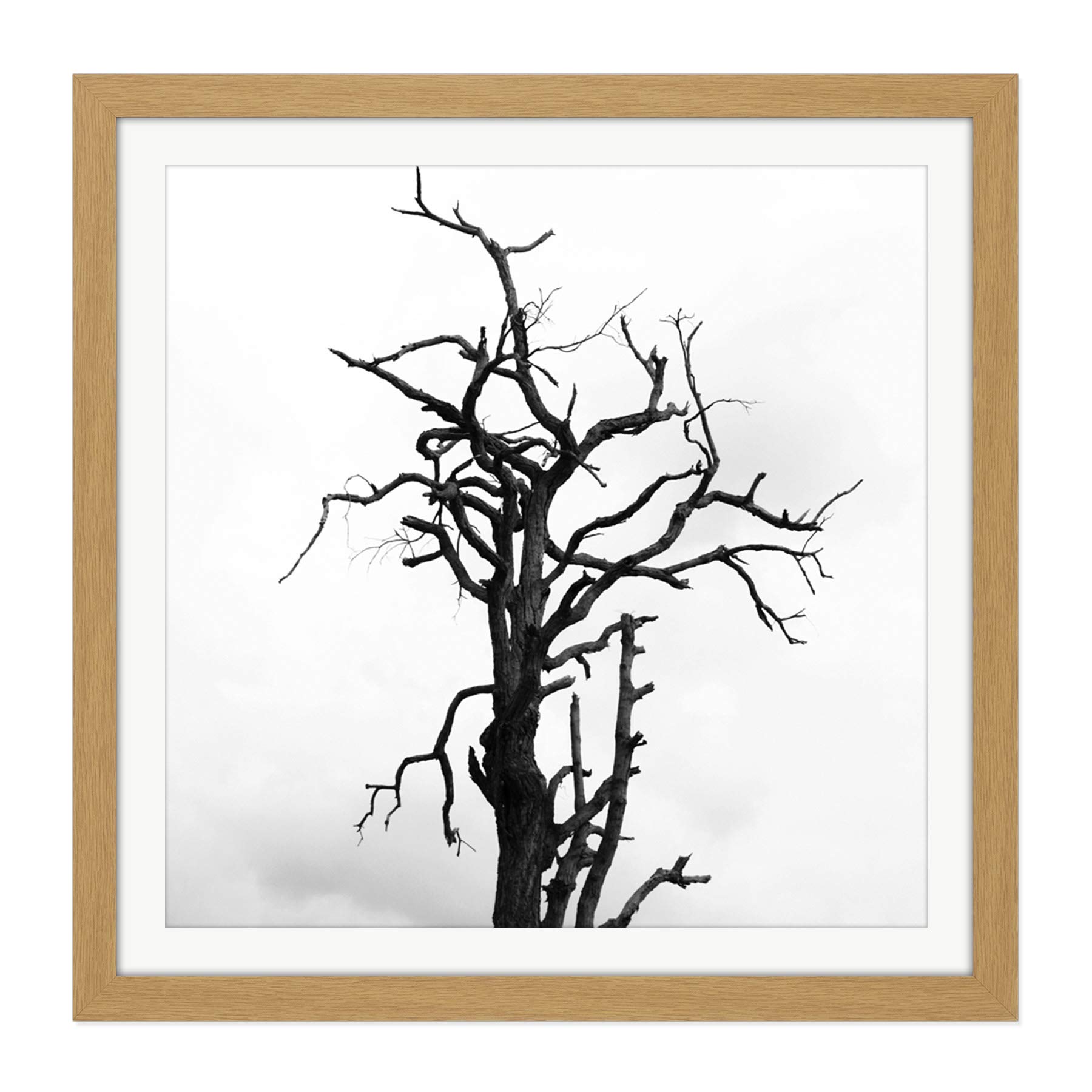 Artery8 Lone Dead Tree Silhouette Black White Square Wooden Framed Wall Art Print Picture 16X16 Inch